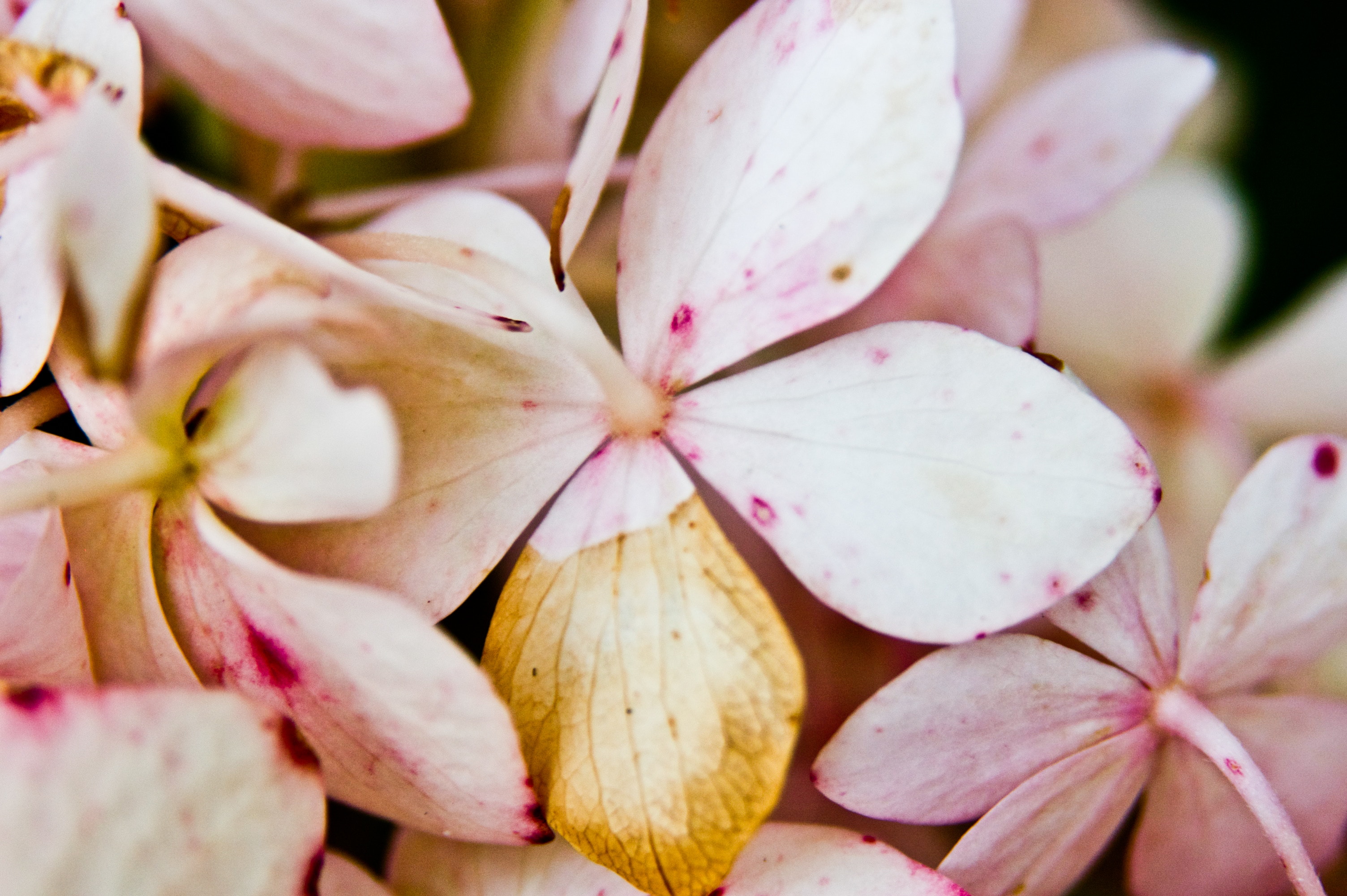 pink flowers